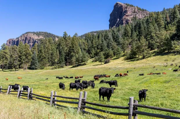 Herd of black and brown cattle grazing in a green meadow with wooden fence and forested rocky hills.